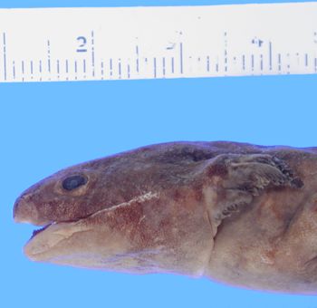 Media type: image; Herpetology A-29613